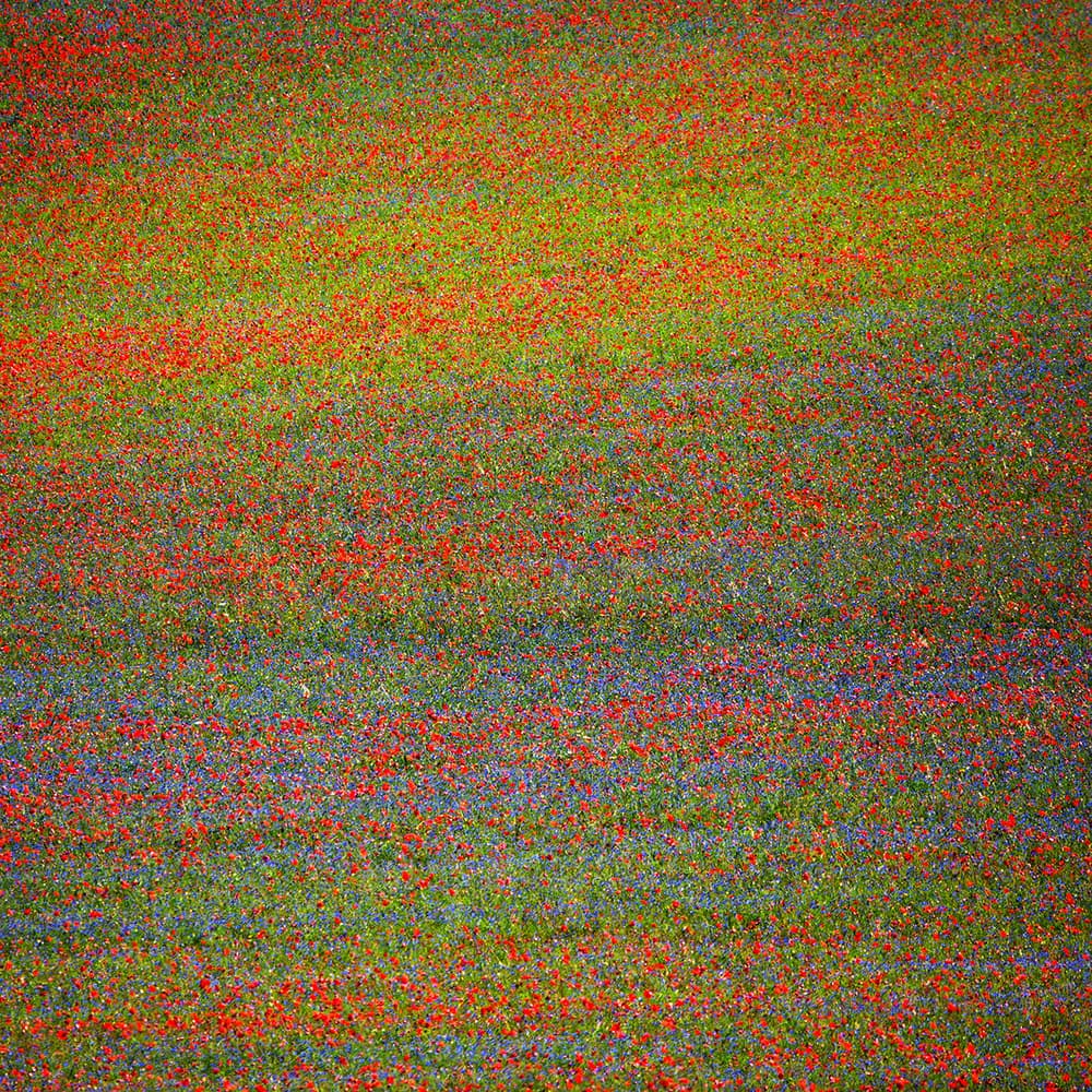 Vibrant Flower Field by Massimo Della Latta — canvas wall art