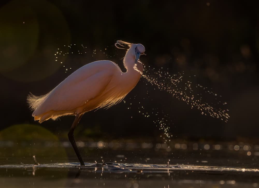 Graceful Egret Splash by MIN LI — canvas wall art