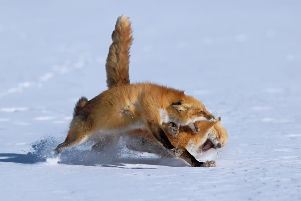 Foxes Wrestle In Snow by Gavin Lam — canvas wall art
