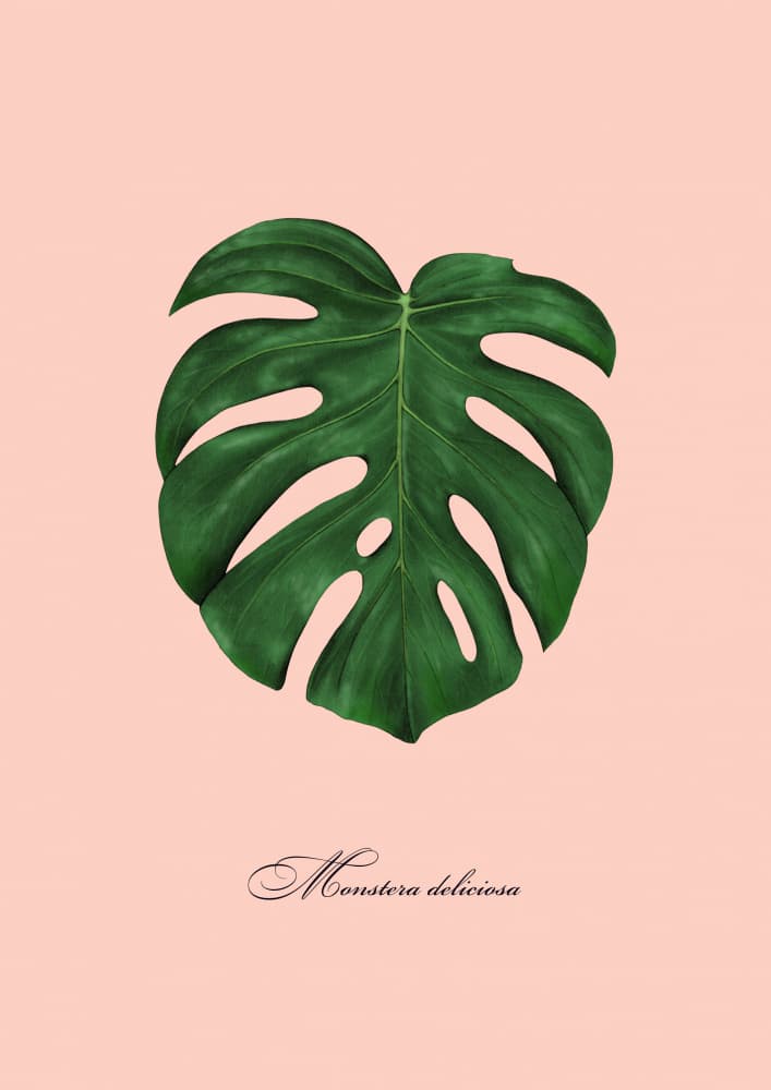Tropical Monstera Leaf by Giulia Borsi — canvas wall art