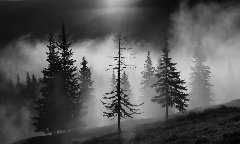 Misty Pine Forest by Julien Oncete — canvas wall art