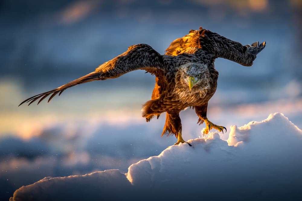 Winter Eagle Golden Light by Hung Tsui — canvas wall art