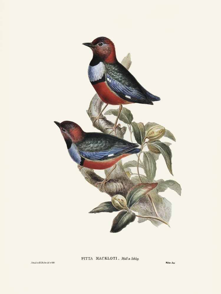 Macklot's Pitta by Elizabeth and John Gould — canvas wall art