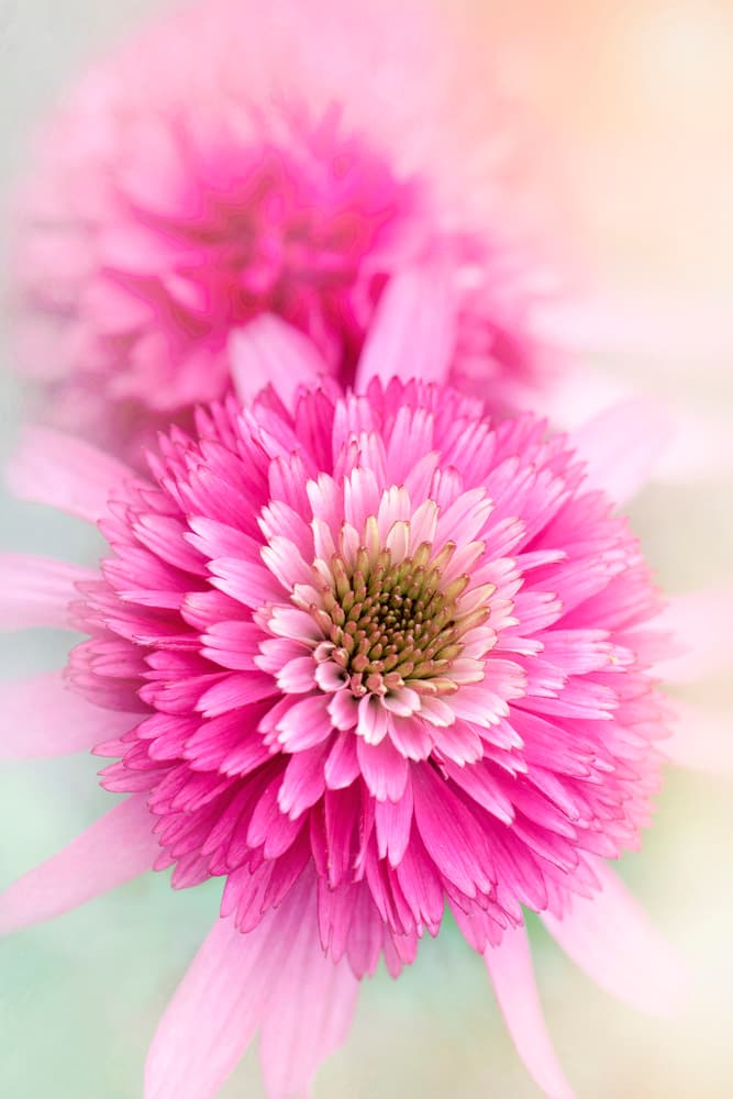 Vibrant Pink Blooms by Jacky Parker — canvas wall art