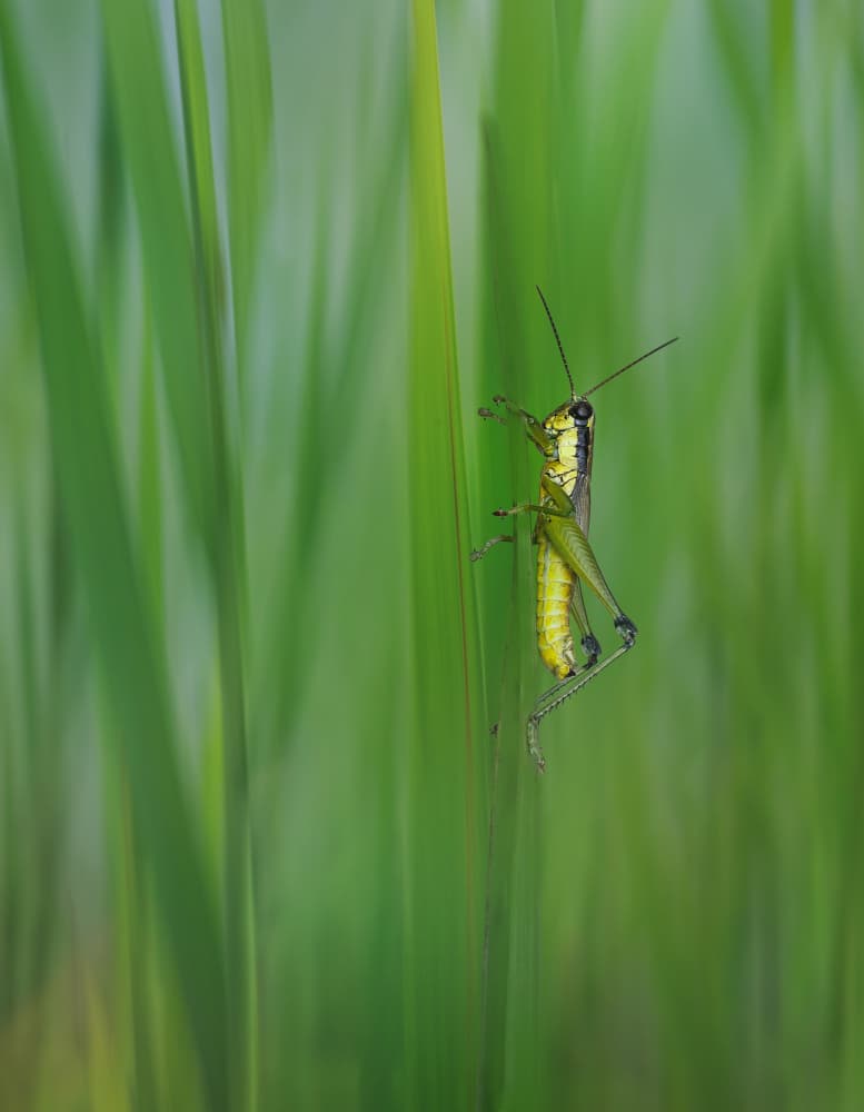 Vibrant Green Grasshopper by Summer2016 — canvas wall art