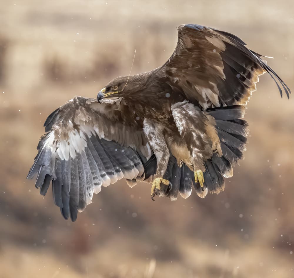 Majestic Eagle Flight by Judy Tseng — canvas wall art