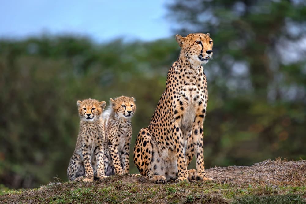 Watchful Cheetah Family by Xavier Ortega — canvas wall art
