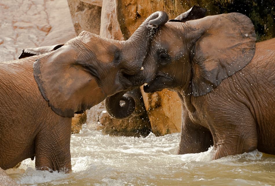 Young Elephants Playful Splash by Marc Pelissier — canvas wall art