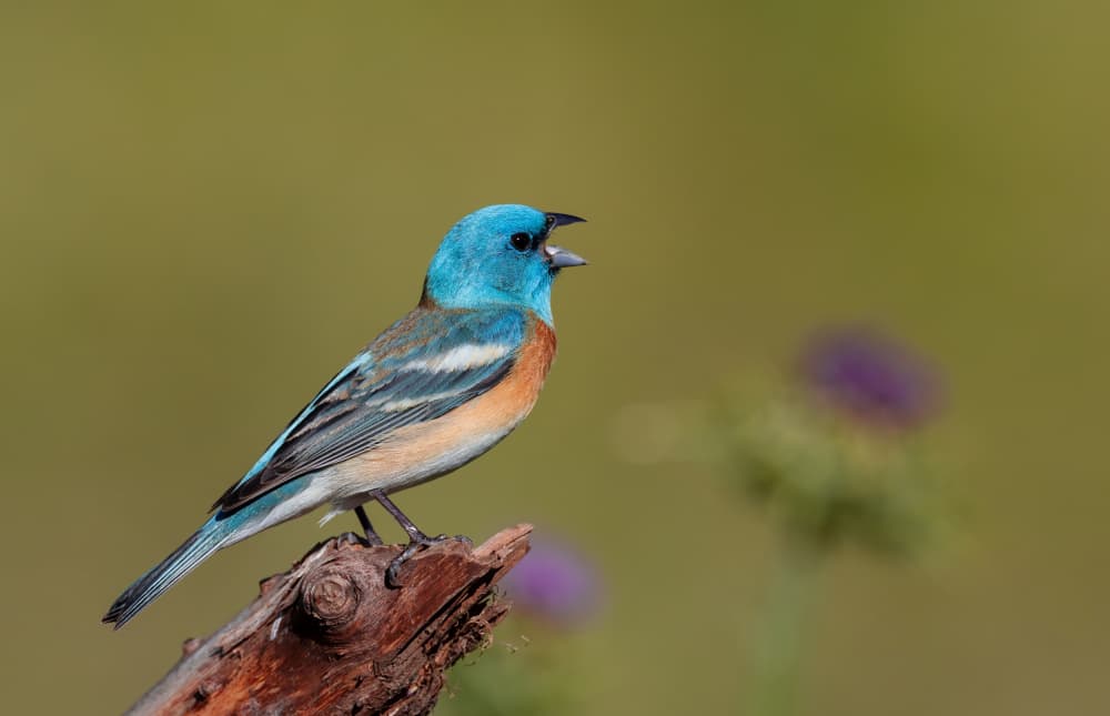 Singing Lazuli Bunting by Johnson Huang — canvas wall art