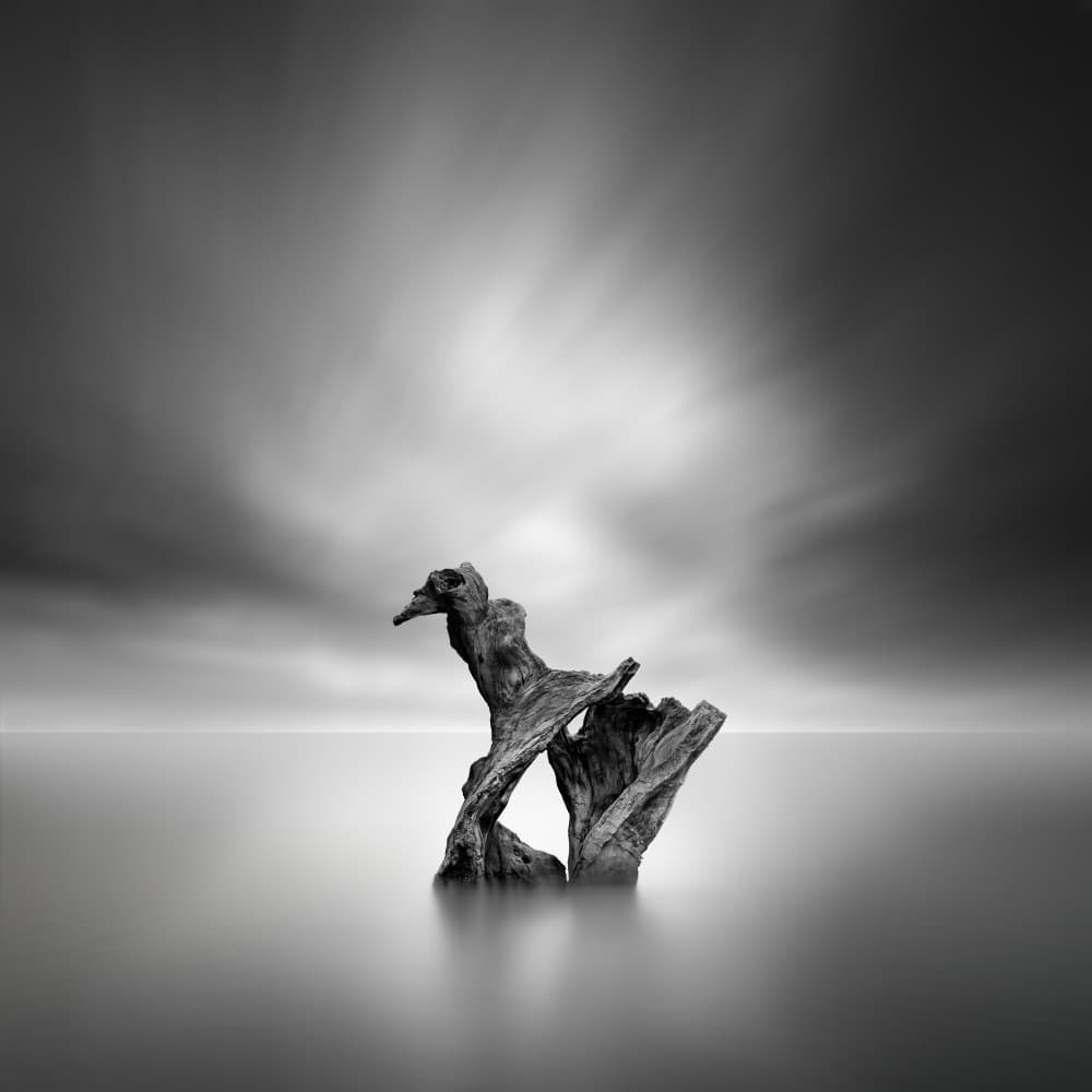 Solitary Driftwood Scene by George Digalakis — canvas wall art