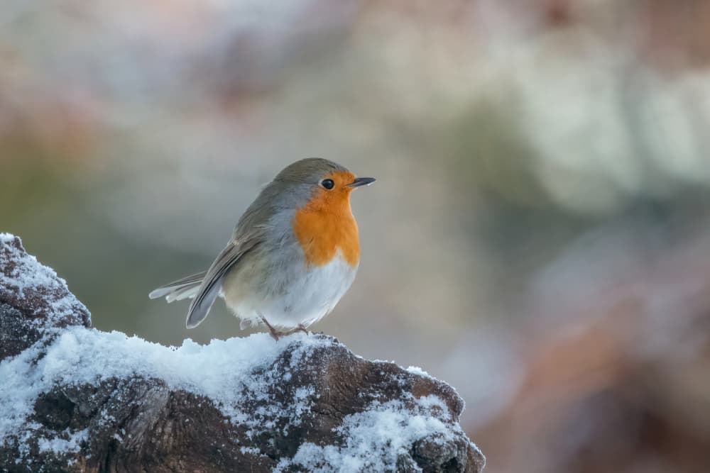 Winter Robin on Snow by Ytje Veenstra — canvas wall art