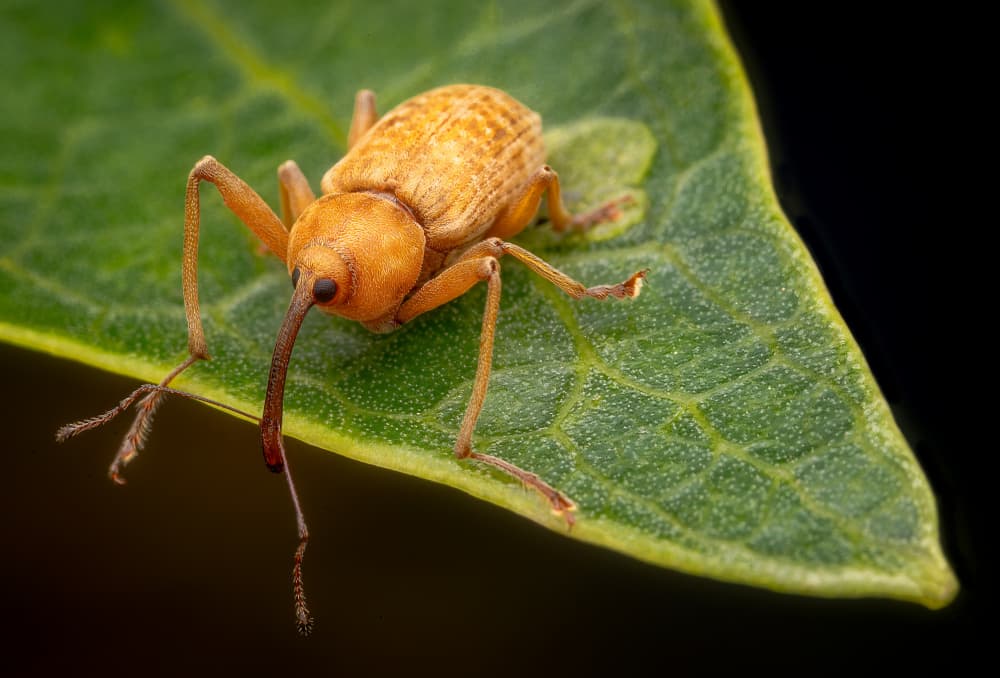 Long-Snouted Weevil by Eduard Andrica — canvas wall art