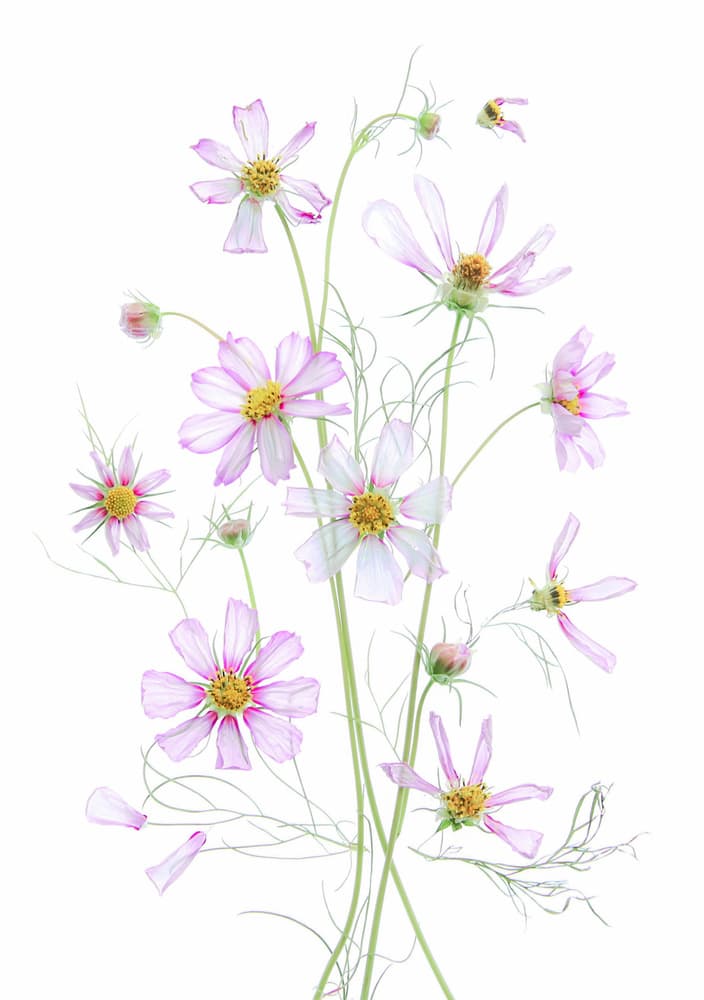 Ethereal Pink Cosmos by Fangping Zhou — canvas wall art