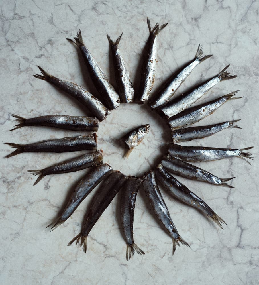 Silver Fish Spiral by Karina Aleksandrova — canvas wall art
