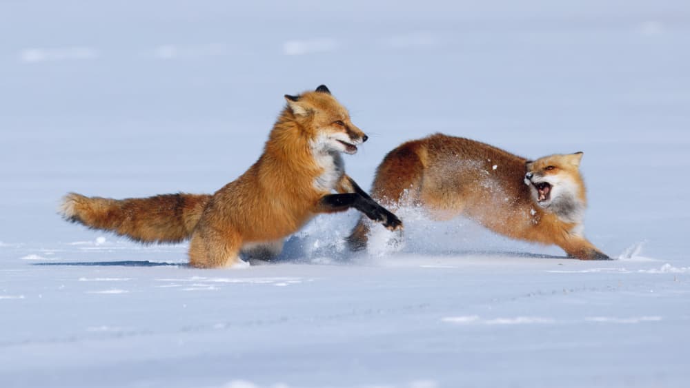 Playful Red Foxes by Gavin Lam — canvas wall art