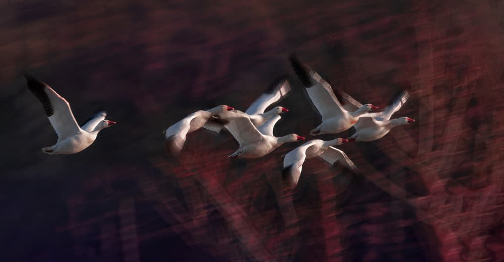 Dynamic Geese Flight by Kenneth-Wei Zeng — canvas wall art