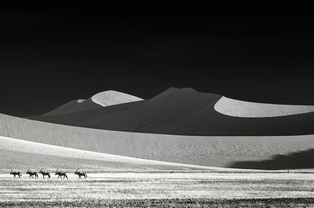 Oryx In Desert Dunes by Mathilde Guillemot — canvas wall art