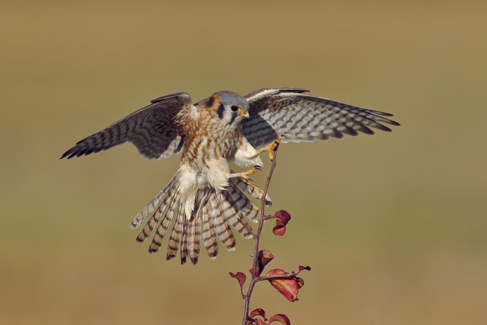 American Kestrel Landing by Gavin Lam — canvas wall art