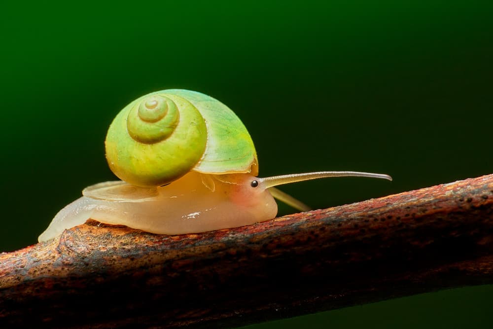 Green Snail on Branch by MingLun Tsai (蔡明倫) — canvas wall art