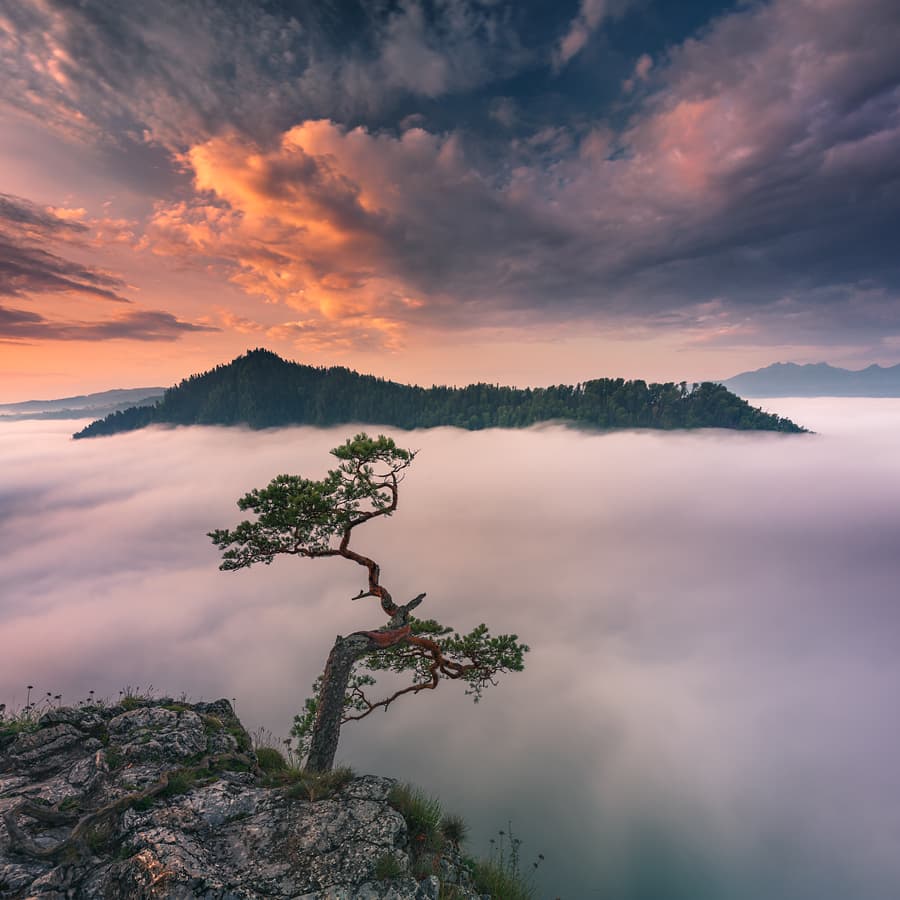 Dramatic Sunrise Pine Tree by Karol Nienartowicz — canvas wall art