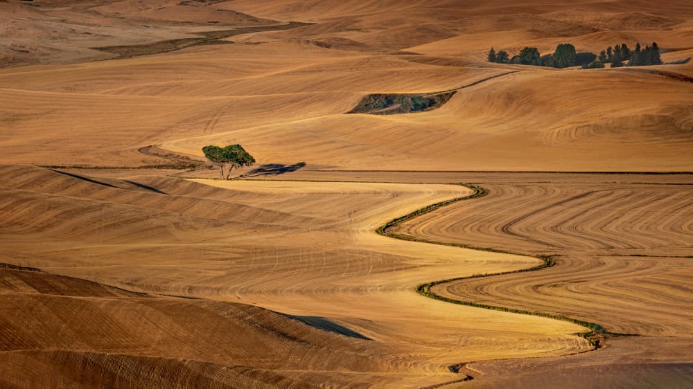 Golden Hills Winding Path by James Cai — canvas wall art