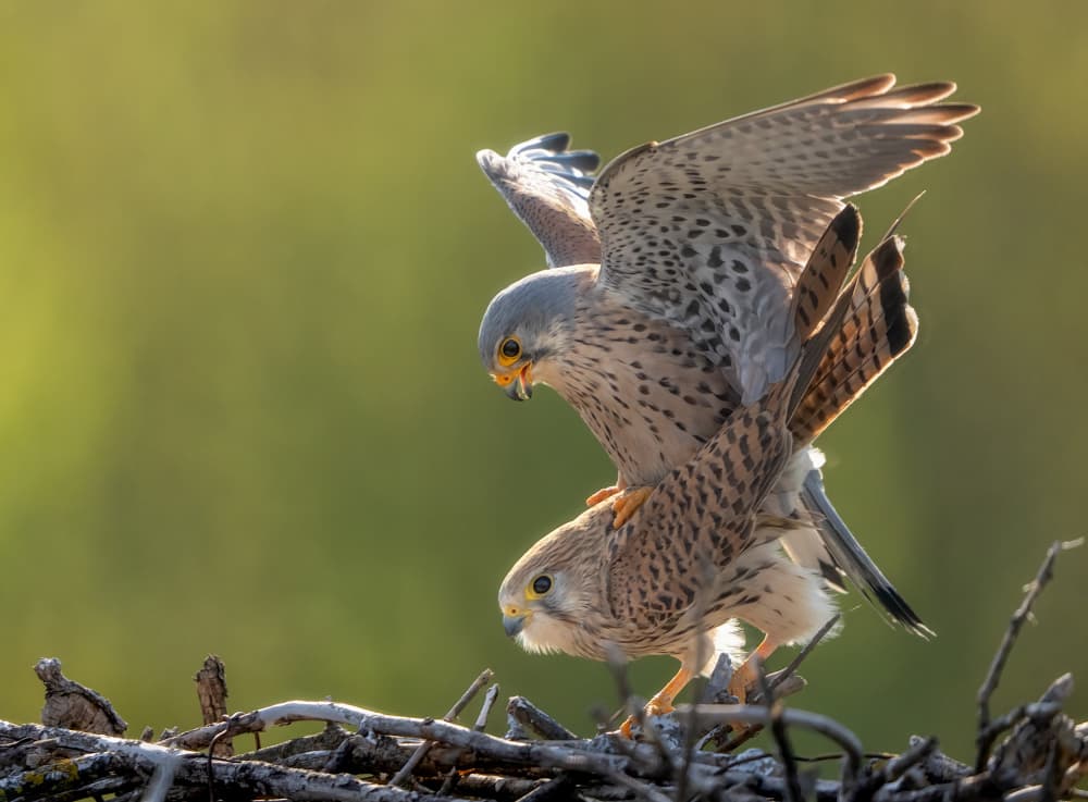 Kestrel Mating Ritual by MIN LI — canvas wall art