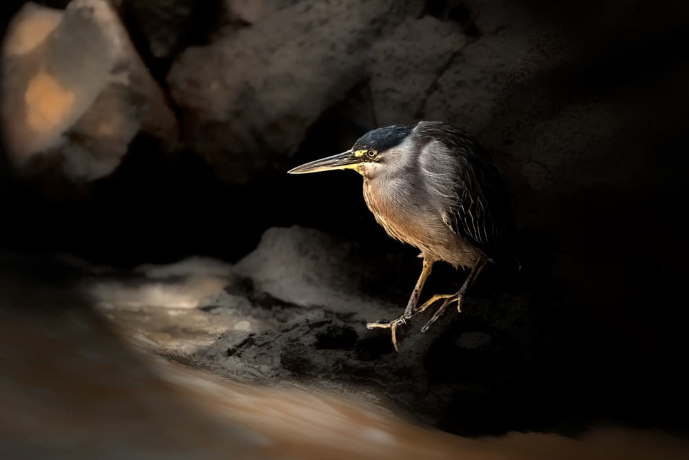 Green Heron in Golden Light by Siyu_Wei APA — canvas wall art