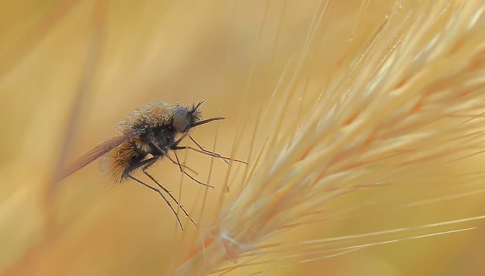 Morning Dew Bee Fly by Thierry Dufour — canvas wall art