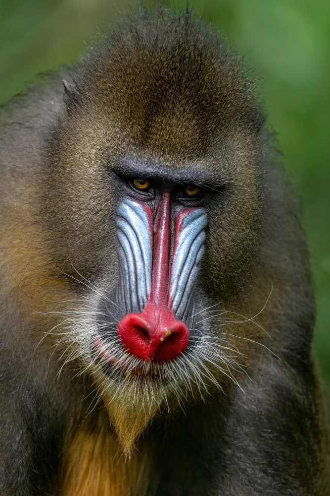 Vibrant Mandrill Face by Alessandro Catta — canvas wall art