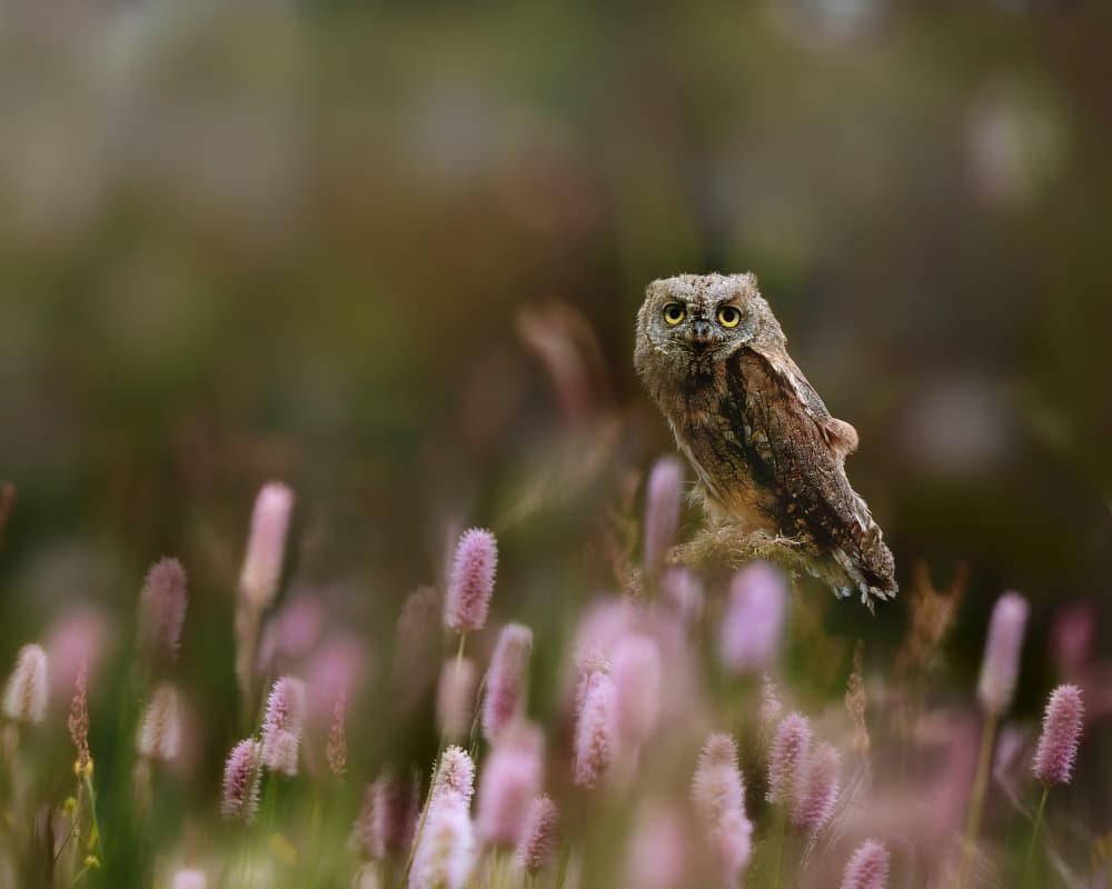 Baby Owl Among Pink Flowers by Michaela Firešová — canvas wall art