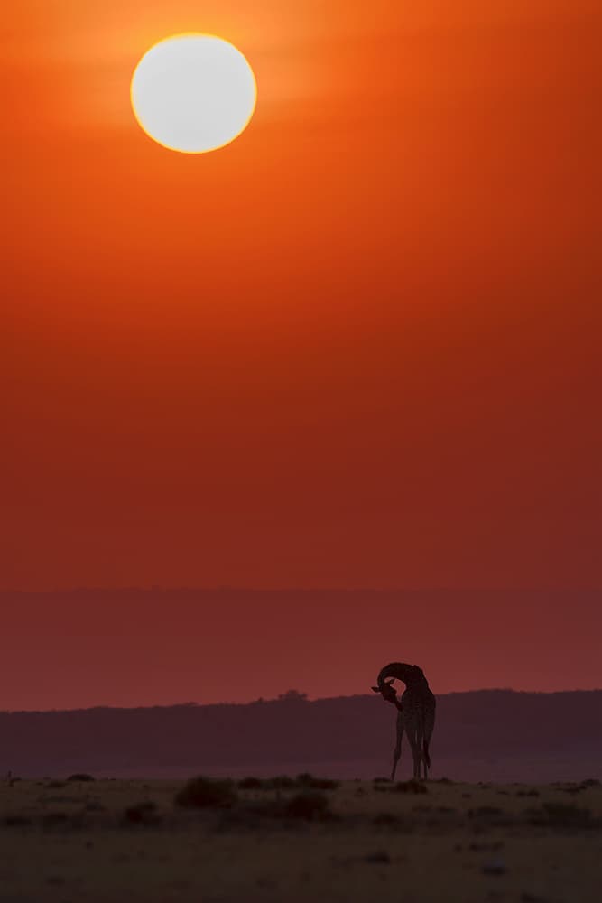 Giraffe Sunset Silhouette by Henry Zhao — canvas wall art