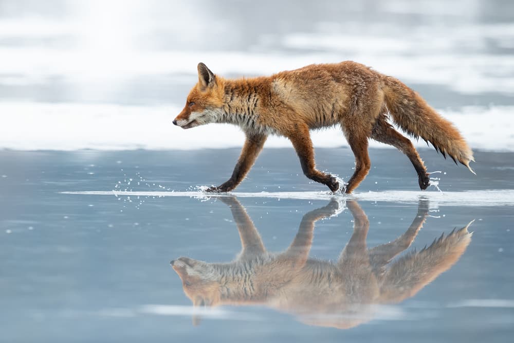 Red Fox Reflection by Milan Zygmunt — canvas wall art