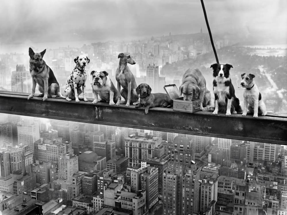 Daring City Dogs by Andreas Magnusson — canvas wall art