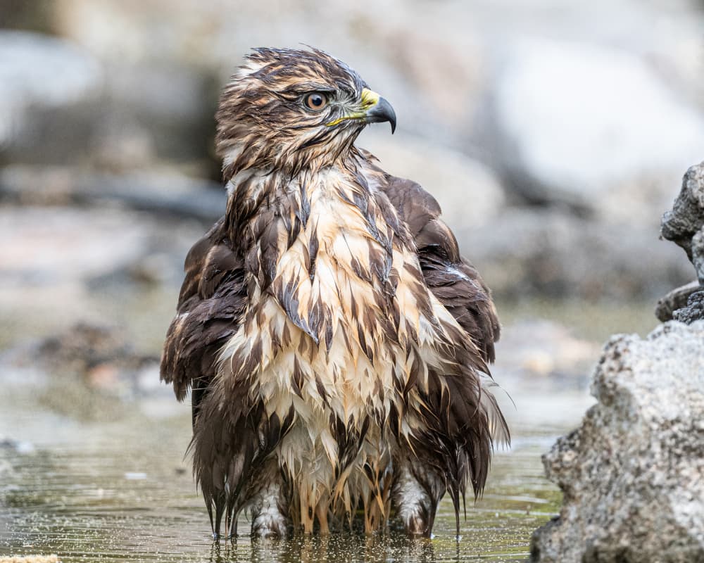Wet Hawk Bathes by Rayco — canvas wall art