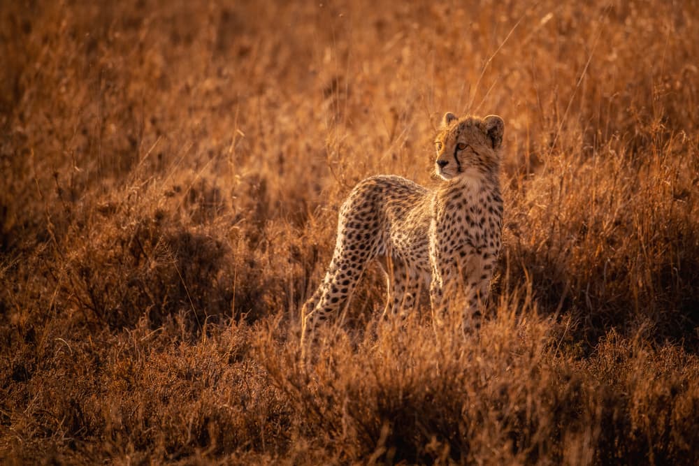 Golden Cheetah Cub by Mohammed Alnaser — canvas wall art