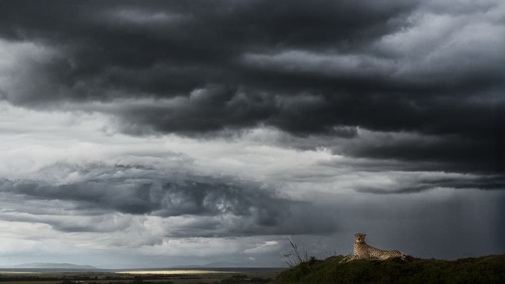 Cheetah Under Storm Clouds by Roberto Marchegiani — canvas wall art