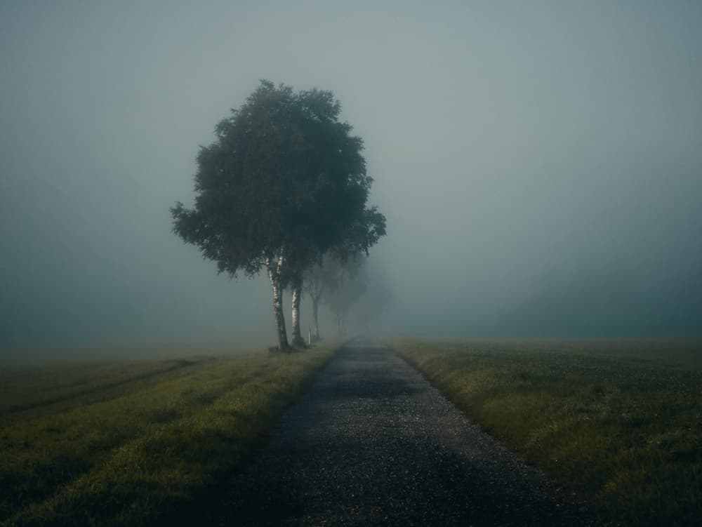 Mysterious Misty Path by Renate Wasinger — canvas wall art