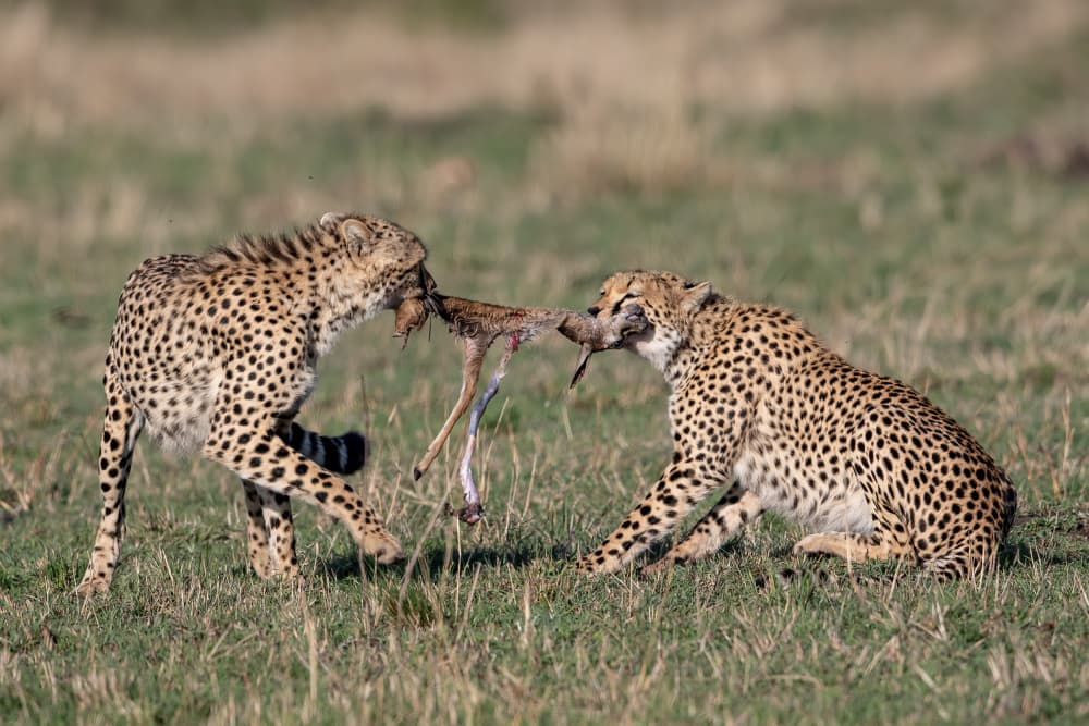 Wild Cheetah Struggle by Alessandro Catta — canvas wall art