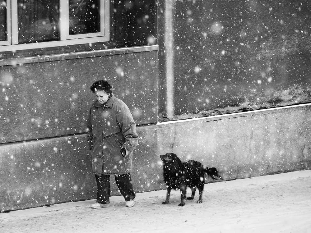 Woman and Dog in Snow by Nicoleta Gabor — canvas wall art