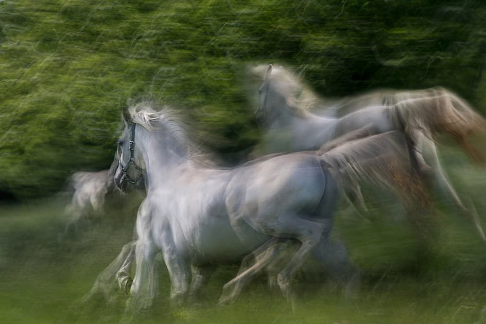 Wild Horses in Motion by Milan Malovrh — canvas wall art