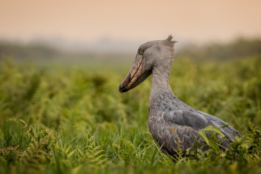 Calm Shoebill Stork by Amnon Eichelberg — canvas wall art