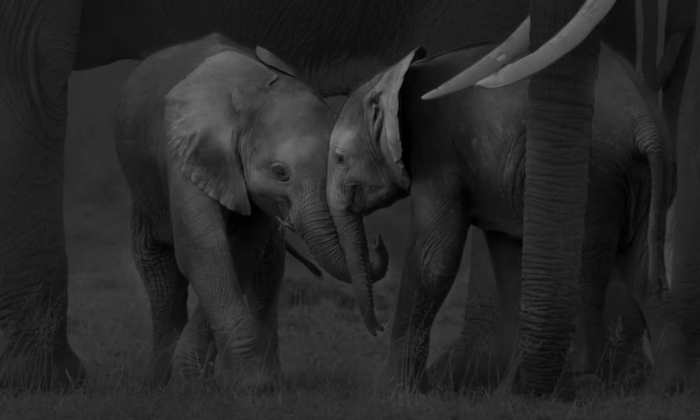 Gentle Elephant Embrace by MIN LI — canvas wall art