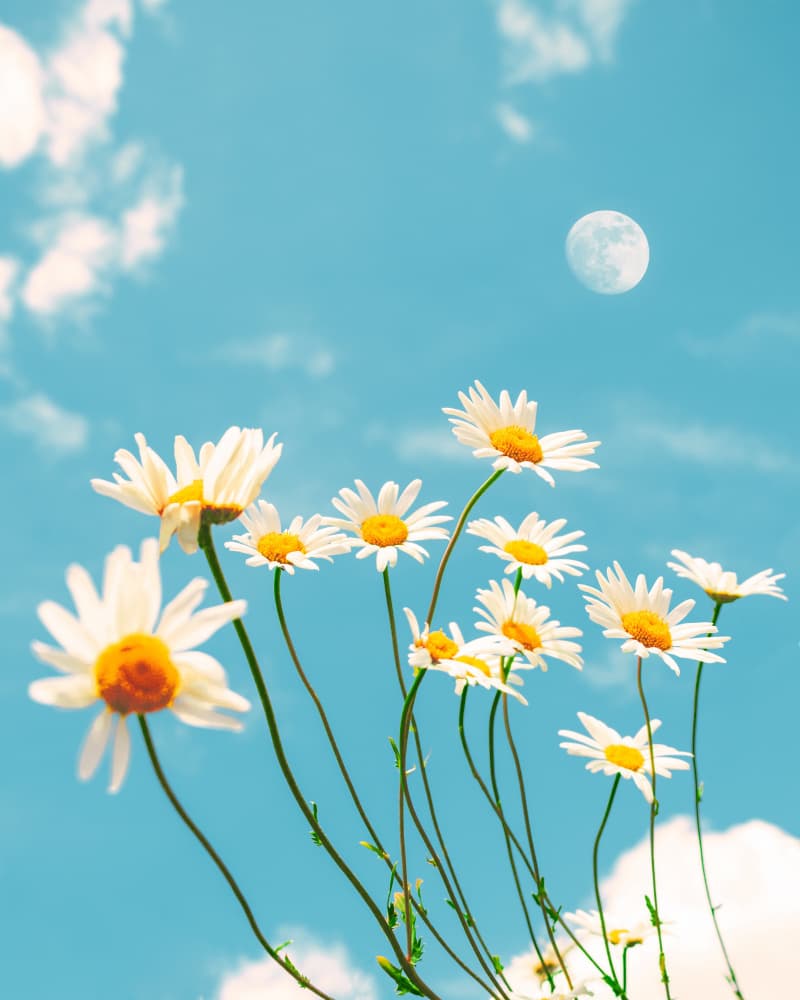 Daisies And Day Moon by Gabor Estefan — canvas wall art
