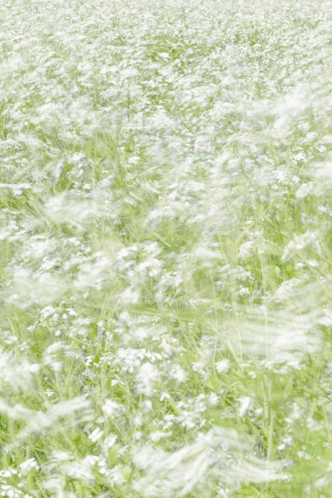 Dreamy White Field by Christa Stroo — canvas wall art
