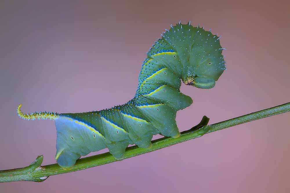 Vibrant Green Caterpillar by Jimmy Hoffman — canvas wall art