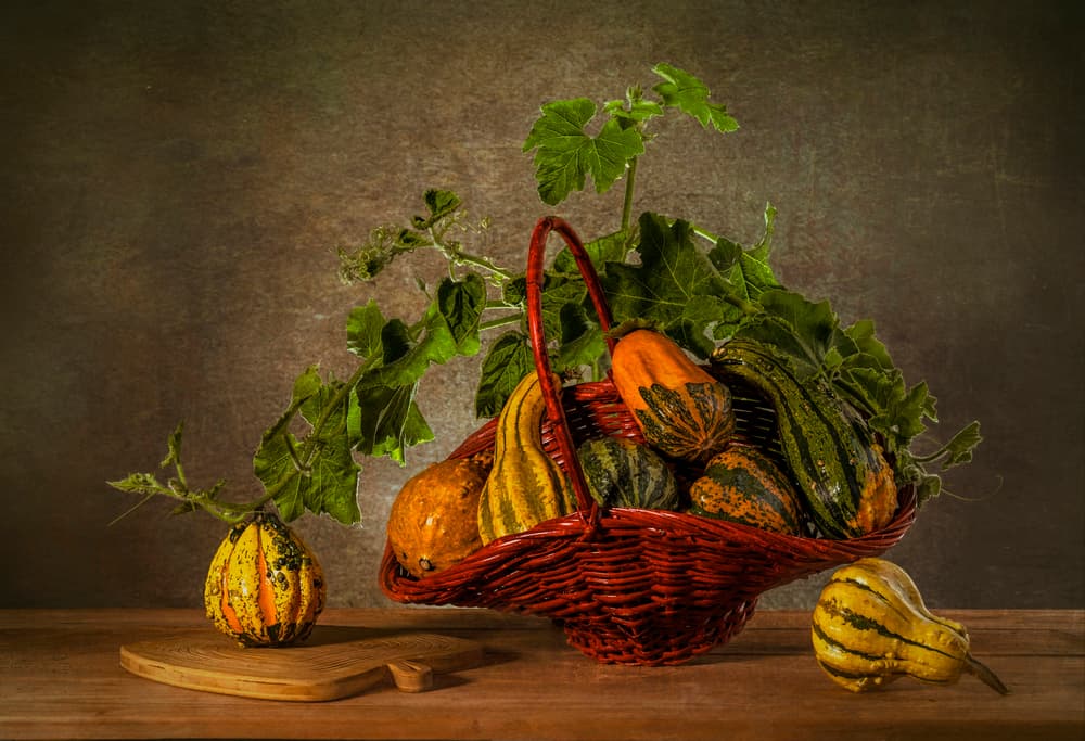 Autumn Harvest Gourds by Lydia Jacobs — canvas wall art