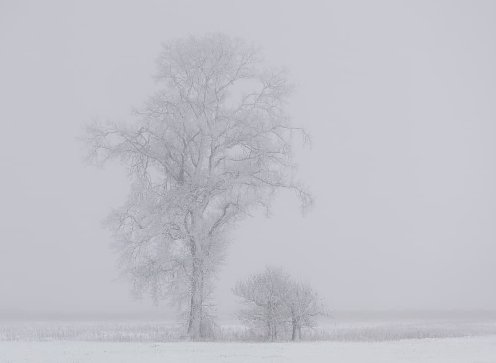Frosted Winter Trees by Annie Keizer — canvas wall art