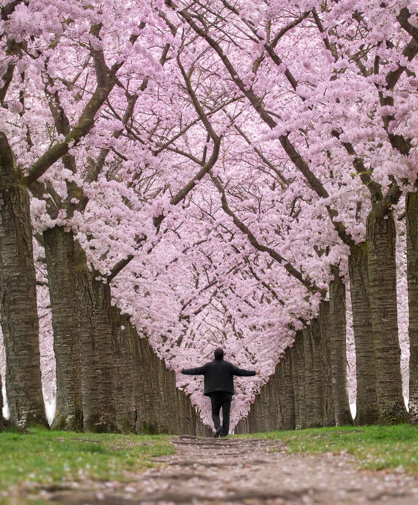Cherry Blossom Path Walk by Roelof de Hoog — canvas wall art