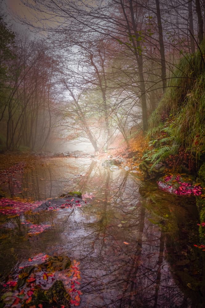 Misty Autumn Stream by Alessandro Traverso — canvas wall art