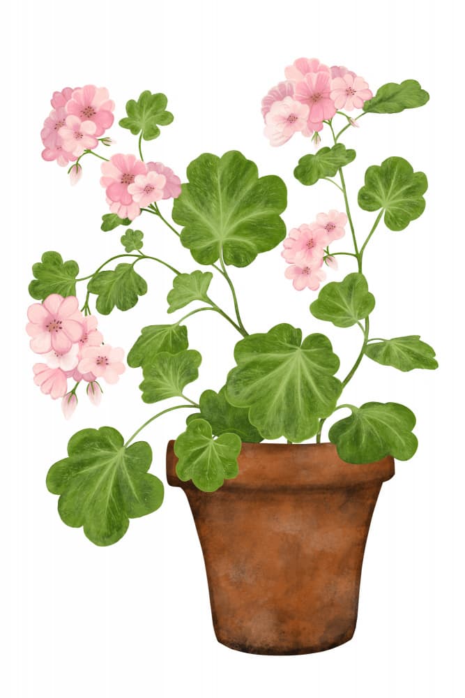Pink Potted Geranium by EMELIEmaria — canvas wall art